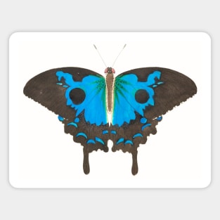 Ulysses butterfly Magnet